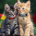 Two Kitten Par