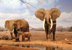 Elephants Family