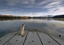Dog At A Lake