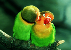 Parrots In Love