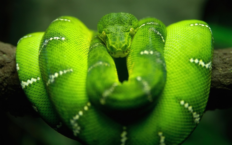 Green_Tree_Python.jpg