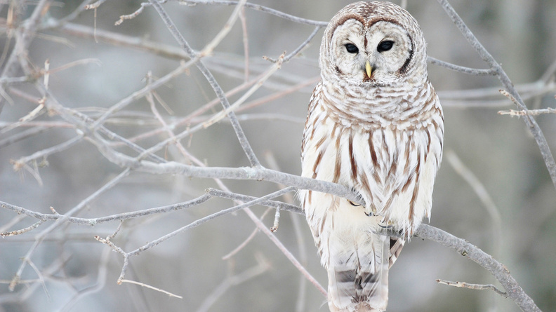 White_Owl.jpg