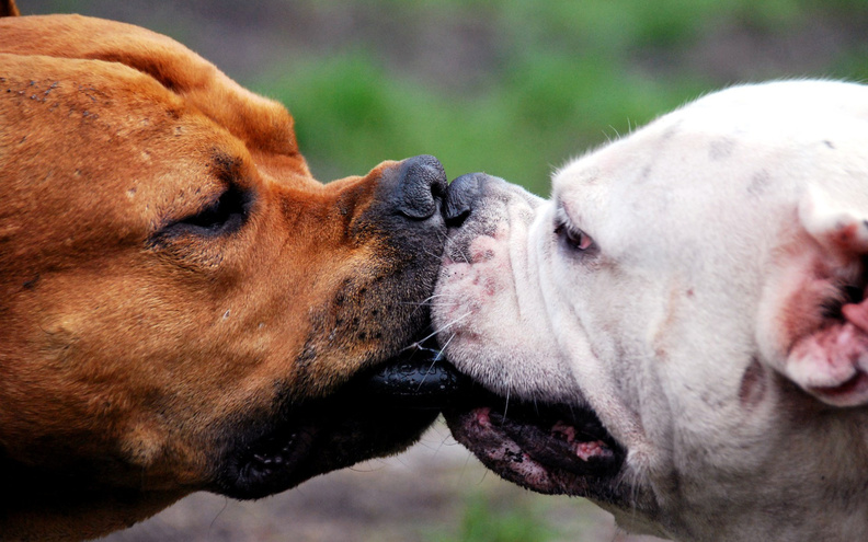 Dog Kiss