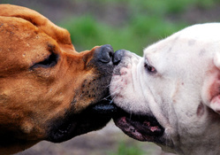 Dog Kiss