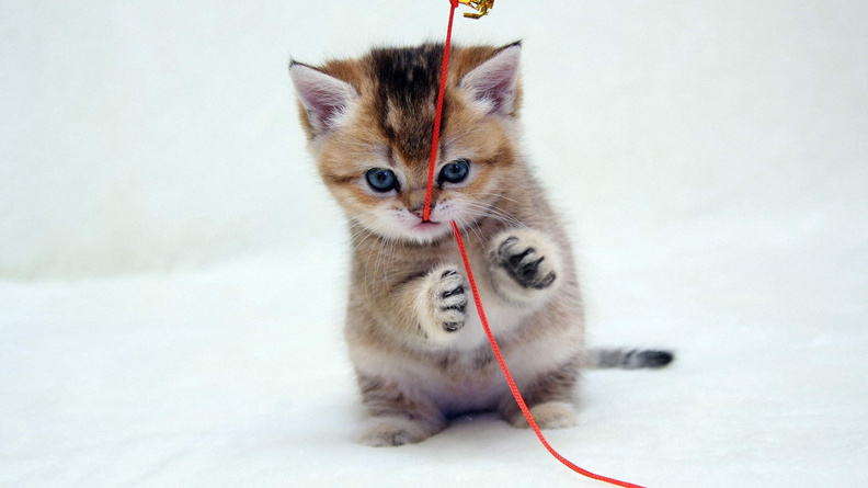 Very_Cute_Little_Cat.jpg