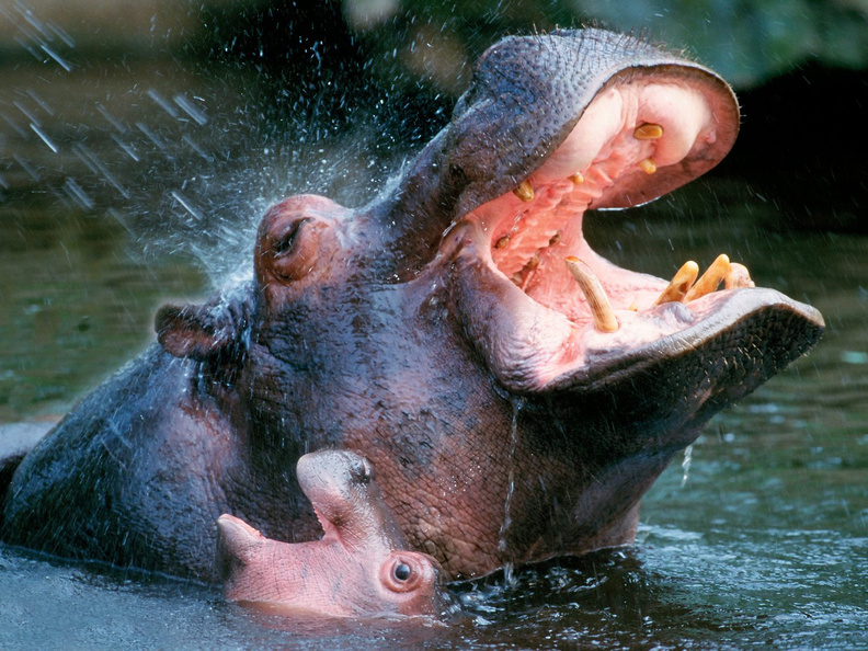 Hippos.jpg