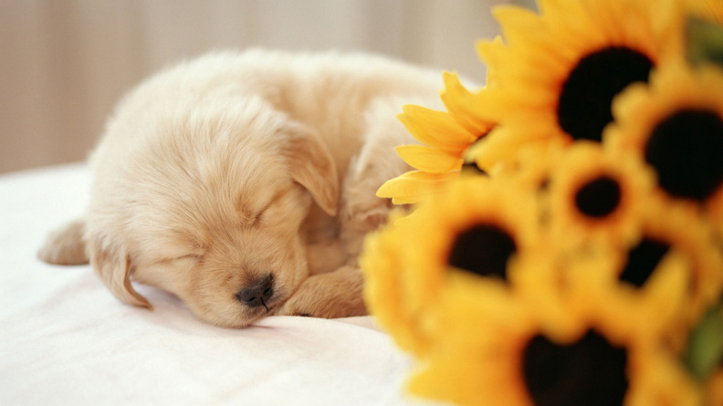 Sleeping_Puppy.jpg