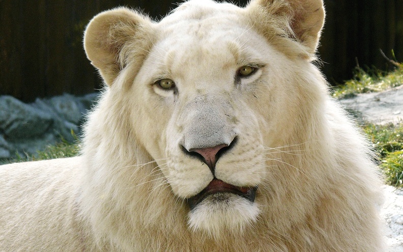 White_Lion.jpg