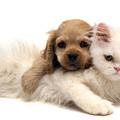Puppy And Little Cat