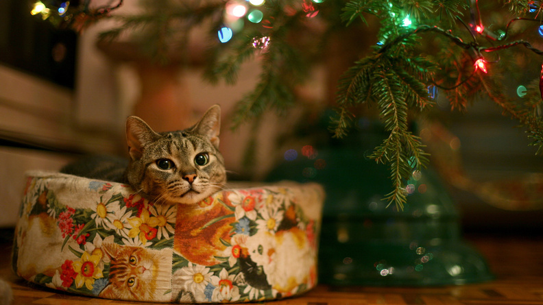 Cat_Under_Christmas_Tree.jpg