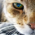 Cute Cat Eye