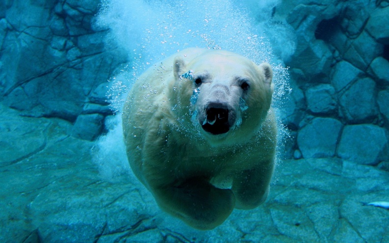 Swimming_Polar_Bear.jpg