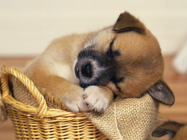 Puppy_Sleep.jpg