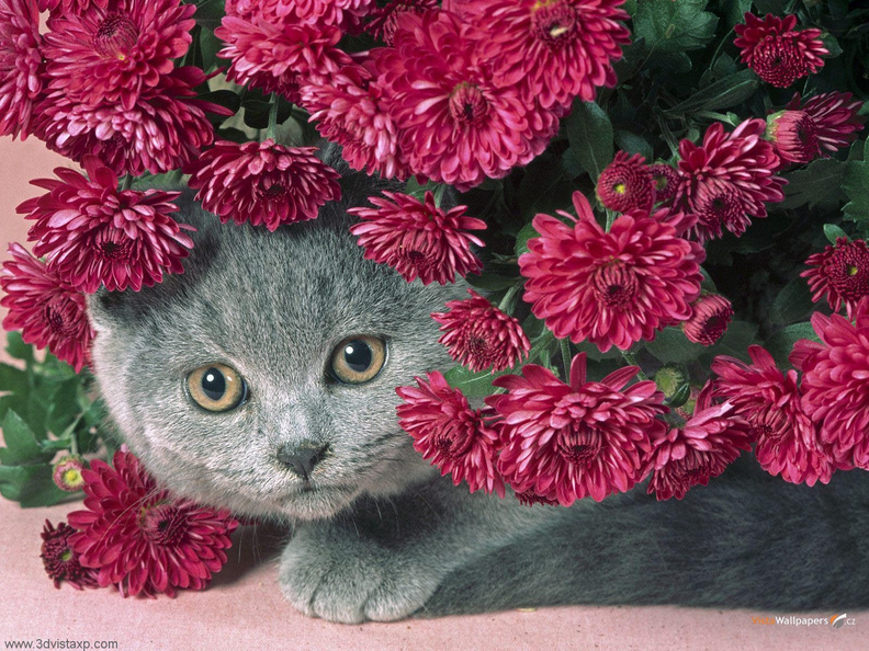 Kitten_In_Red_Flowers.jpg