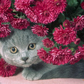 Kitten In Red Flowers