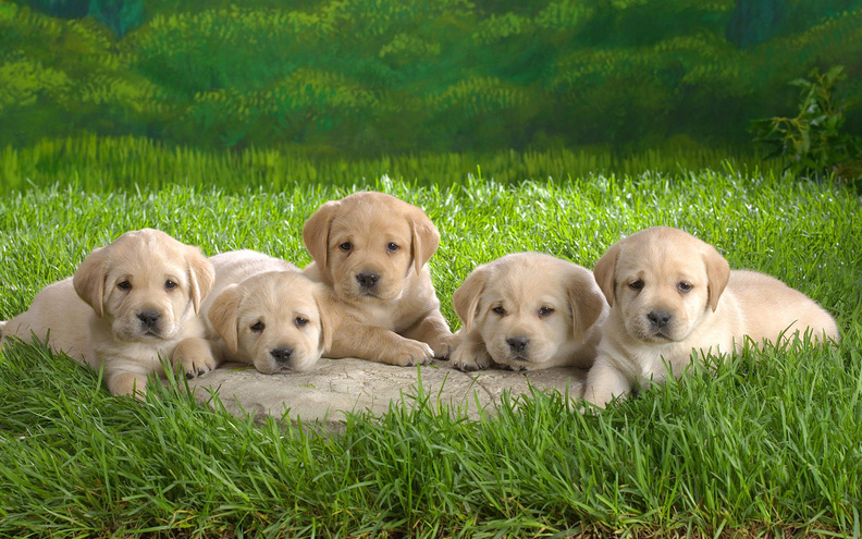 Cute_Little_Puppies.jpg