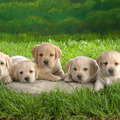 Cute Little Puppies