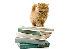 Studious Cat With Books