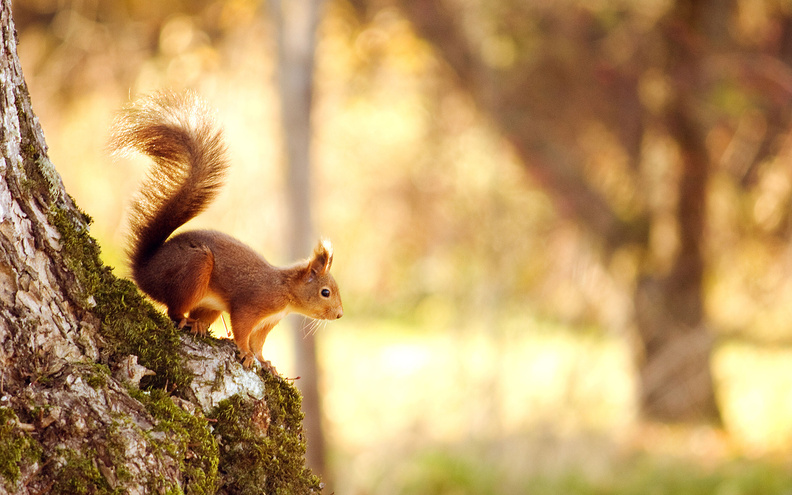 Squirrel_In_Nature.jpg