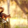Squirrel In Nature