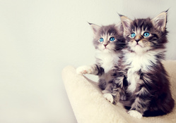 Kittens Blue Eyes