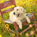 Puppy In A Chair