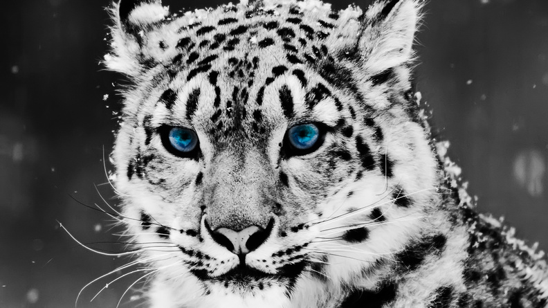 Snow_Leopard.jpg