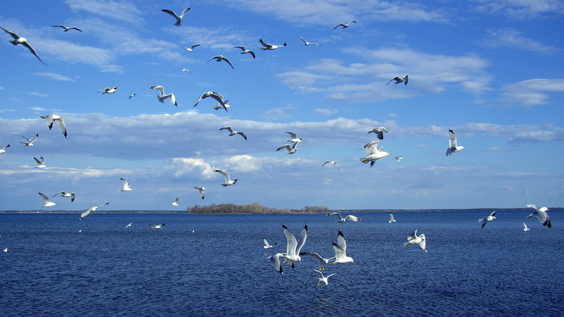 Seagulls_Above_The_Water.jpg