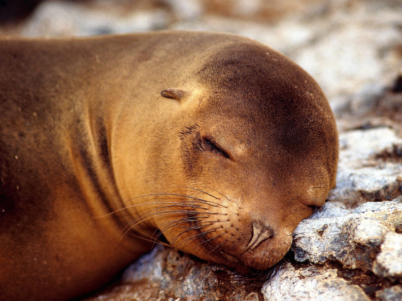 Sleepy_Seal.jpg