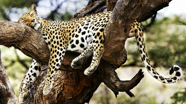Sleeping_Cheetah.jpg