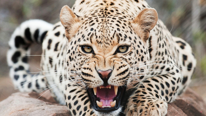 Amazing_Cheetah.jpg