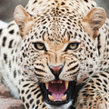 Amazing Cheetah