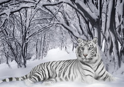 Winter White Tiger