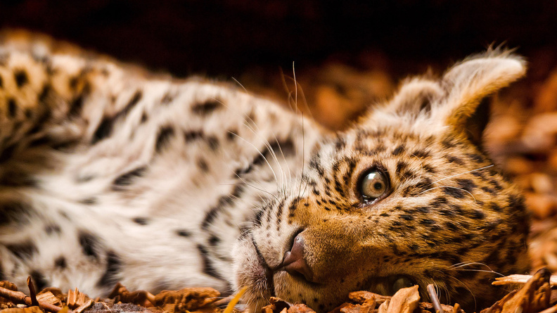 Baby_Leopard.jpg