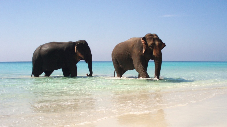Elephants_In_Paradise.jpg