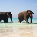 Elephants In Paradise