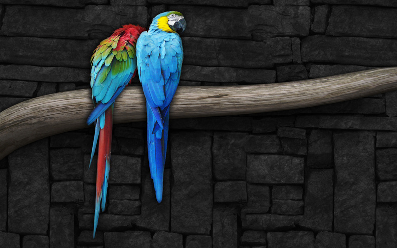 Pair_Of_Parrots.jpg