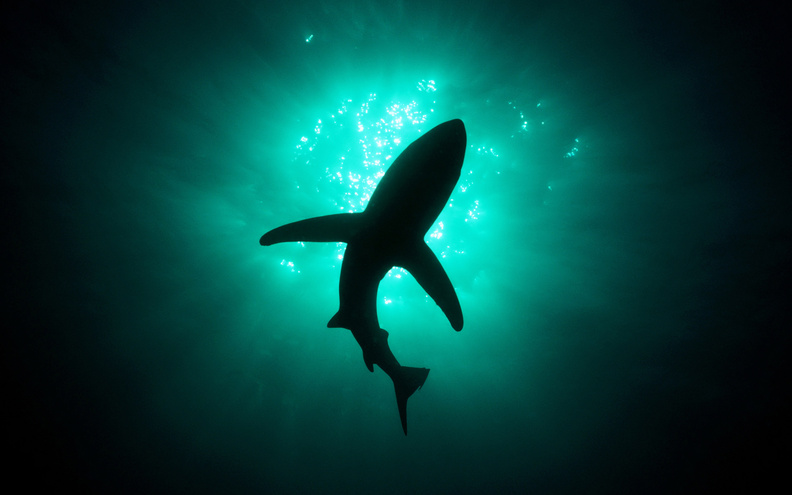 Shark_In_The_Sea.jpg
