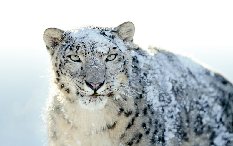 Leopard_In_Snow.jpg
