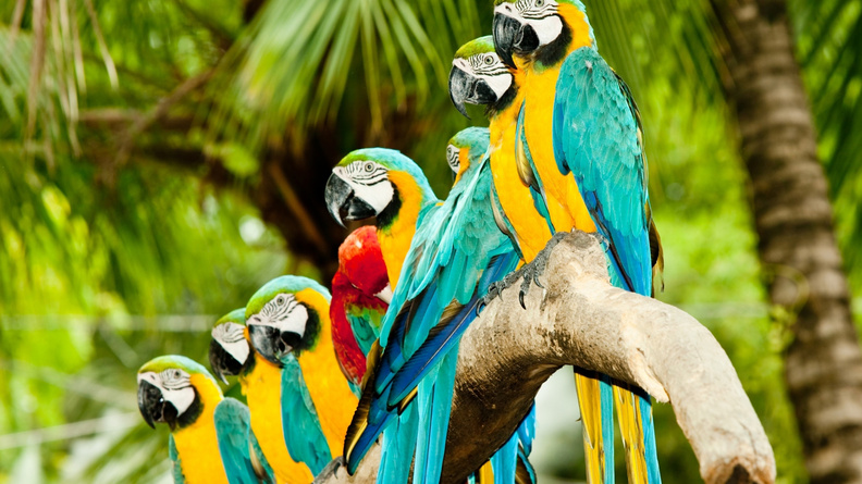 Colourful_Parrots.jpg