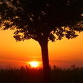 A_Tree_In_The_Sunset.JPG