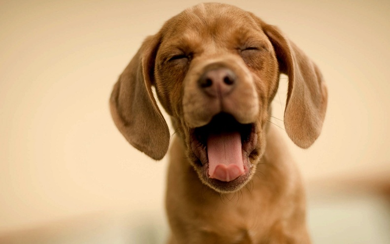 Dog_Yawn.jpg