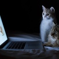 Cats Watching Movie