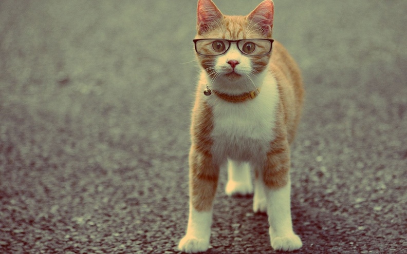 Cat_Glass.jpg