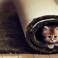 Kittens In Carpet