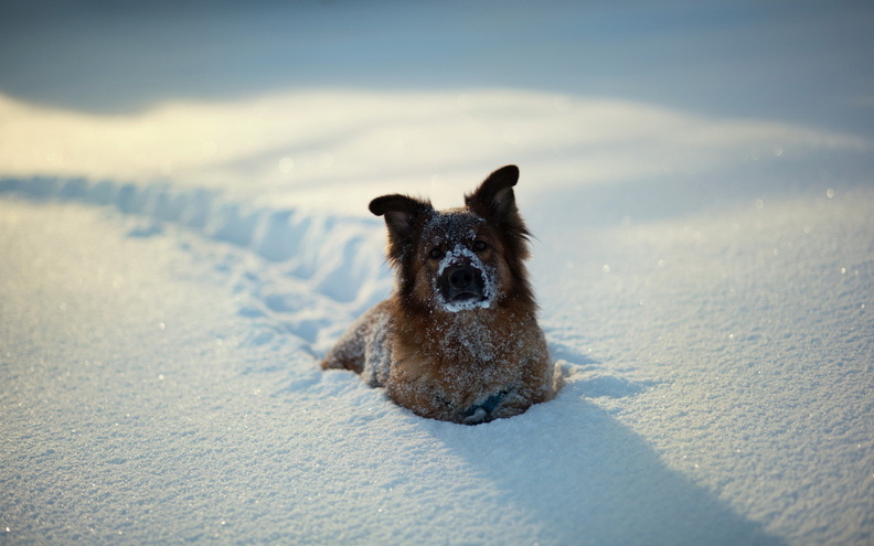 Trace_Of_The_Dog_In_The_Snow.jpg