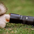 Squirrel Looking Camera Lens