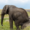 Elephants Sitdown Rock