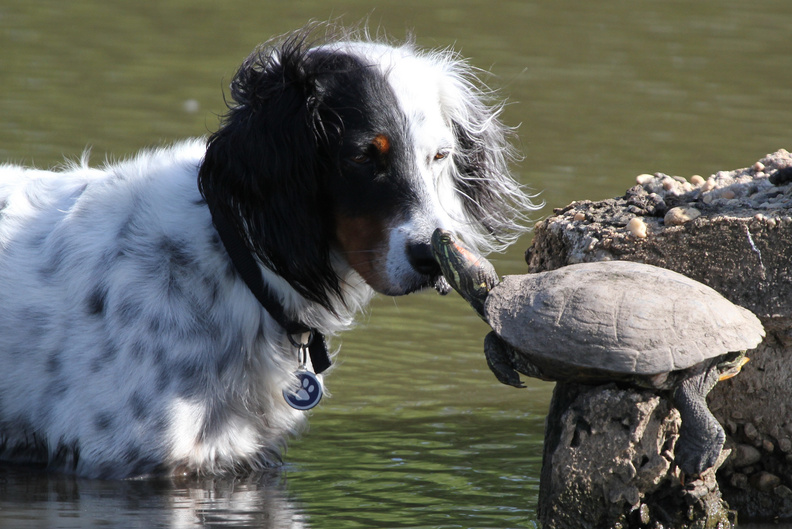 Dogs_And_Turtles_Friendship.jpg