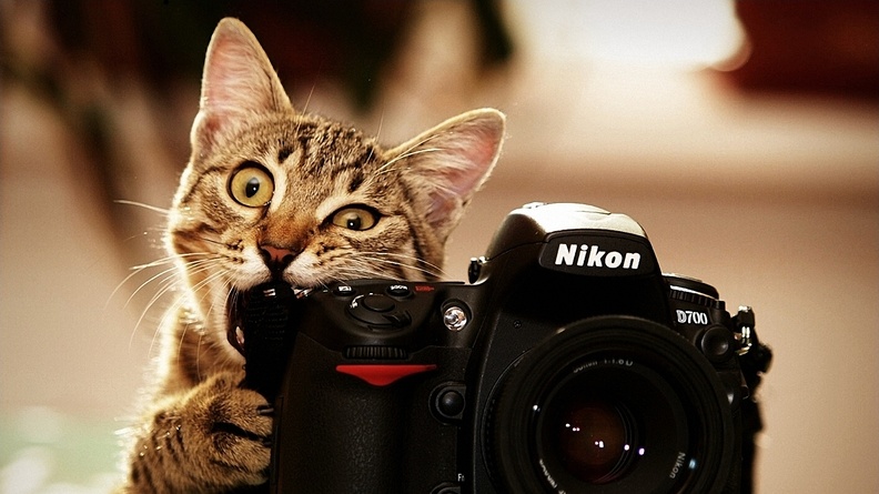 Cat_Bite_Nikon_D700_Camera.jpg